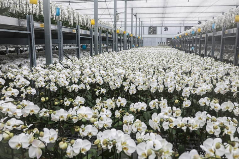 Des orchidées dans une serre, le 5 août 2025 à Houbi, dans le sud-ouest de Taïwan ( AFP / I-Hwa Cheng )