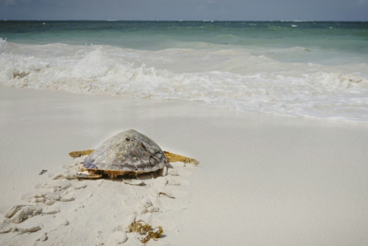 Une jeune tortue relâchée par l'ONG Local Ocean Conservation, le 23 mai 2025 à Watamu, au Kenya ( AFP / Fredrik Lerneryd )