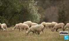 Le berger nouveau est arrivé
