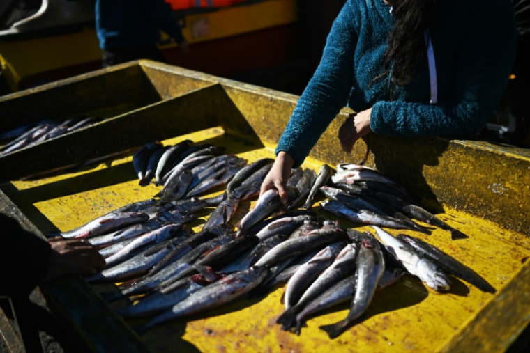 Des merlus fraîchement pêchés, en vente à Caleta Portales, à Valparaiso, au Chili, le 27 mai 2025 ( AFP / RODRIGO ARANGUA )
