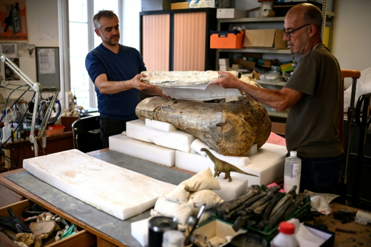 Des paléontologues installent un morceau de fémur d'un camarasaure, pour l'exposition "Chercheurs de Dinos" au musée d'Angoulême, le 22 mai 2026 en Charente ( AFP / Christophe ARCHAMBAULT )