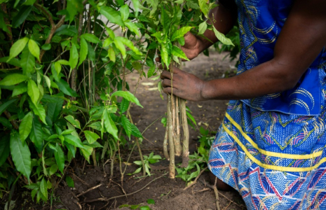 Un initié récolte la racine d'iboga, plante sacrée et psychotrope utilisé pour guérir les addictions, le 13 février 2025 à Akanda, au Gabon ( AFP / Nao Mukadi )