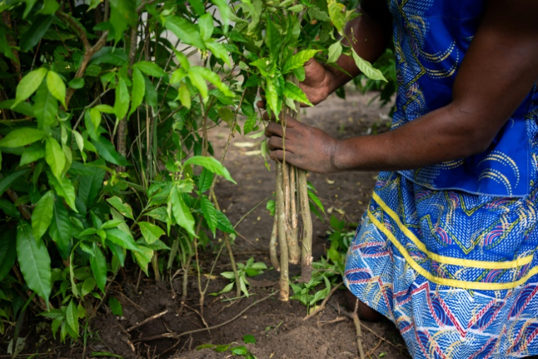 Un initié récolte la racine d'iboga, plante sacrée et psychotrope utilisé pour guérir les addictions, le 13 février 2025 à Akanda, au Gabon ( AFP / Nao Mukadi )