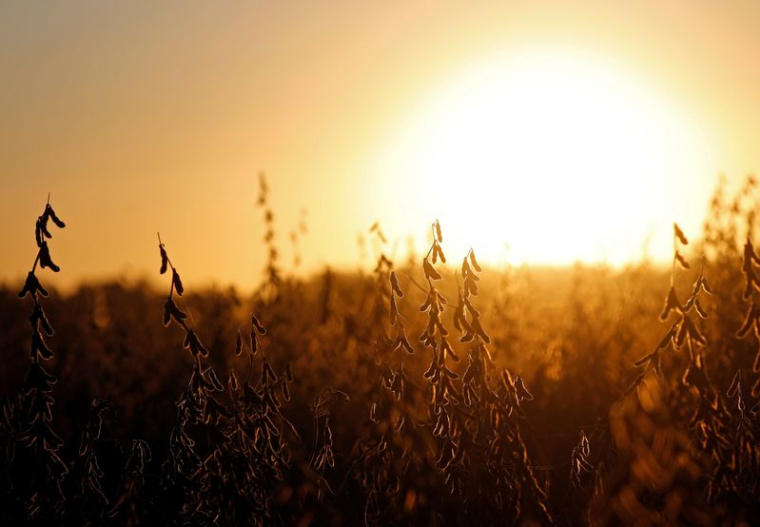 LA FRANCE VEUT RÉDUIRE SA DÉPENDANCE AUX IMPORTATIONS DE SOJA