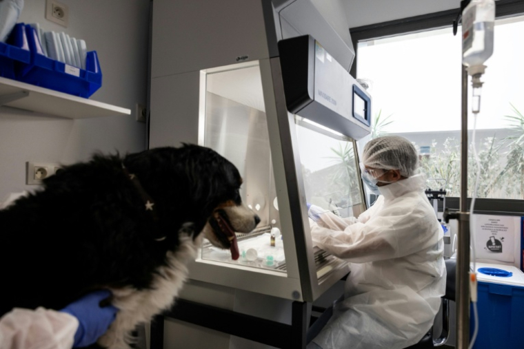 Le vétérinaire cancérologue Jérémy Béguin prépare les médicaments de chimiothérapie destinés à Nuska, une chienne de montagne bernoise atteinte de métastases pulmonaires, à l'hôpital vétérinaire de Maisons-Alfort, le 11 juin 2026 dans le Val-de-Marne  ( AFP / Behrouz MEHRI )