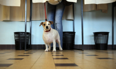 Un chien patiente pendant que sa maîtresse vote dans un isoloir à Nice, le 27 mars 2011 ( AFP / VALERY HACHE )