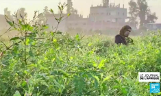 Culture du jasmin en Egypte : la variété la plus appréciée récoltée à Shubra Beloula