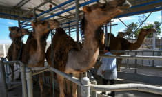 Des Chamelles dans une station expérimentale de lait à Chenchou dans le sud tunisien le 29 avril 2025  ( AFP / FETHI BELAID )