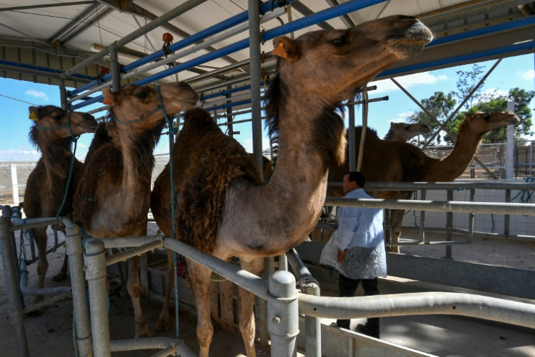 Des Chamelles dans une station expérimentale de lait à Chenchou dans le sud tunisien le 29 avril 2025 ( AFP / FETHI BELAID )