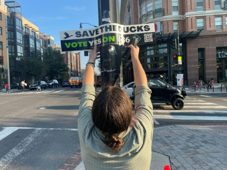 Mike Accardi, de Pro Animal DC, placarde un signe soutenant l'interdiction du foie gras à Washington, le 4 septembre 2026 ( AFP / Matthew PENNINGTON )