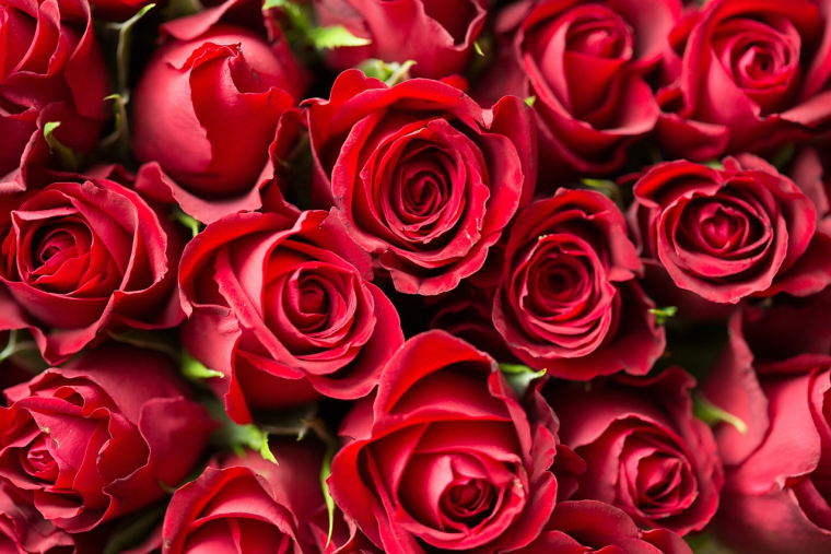 Offrir des roses rouges à la Saint-Valentin est une tradition. (illustration) (Pixabay / Pexels)