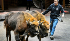 Le dresseur français lors d'une séance de travail avec des bisons d'Europe au Grand cirque de Moscou, le 1er octobre 2026 ( AFP / Alexander NEMENOV )