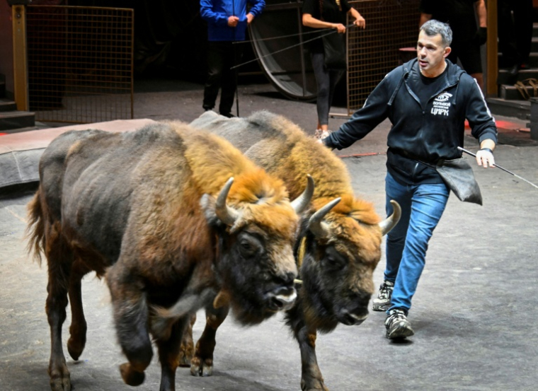 Le dresseur français lors d'une séance de travail avec des bisons d'Europe au Grand cirque de Moscou, le 1er octobre 2026 ( AFP / Alexander NEMENOV )