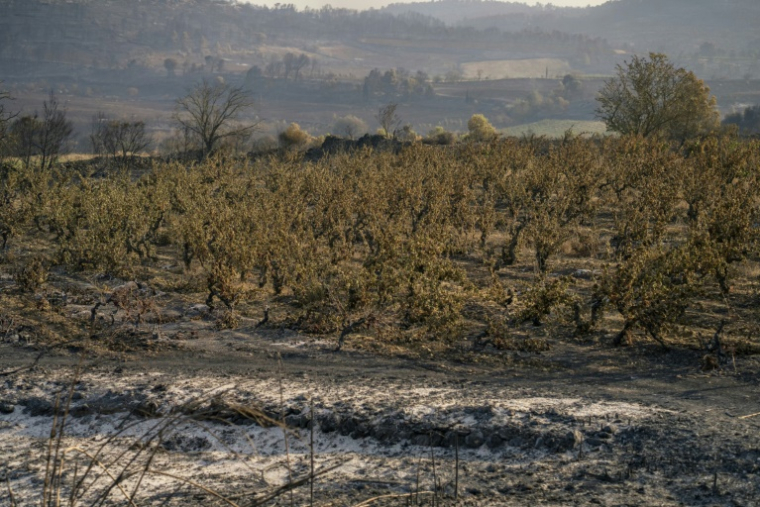 Un vignoble brûlé après un incendie à Tournissan, dans le massif des Corbières, le 7 août 2025 ( AFP / Idriss Bigou-Gilles )