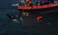 Tentative de traversée de la Manche de Franky Zapata: images de l'amerrissage