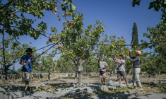 Des pistachiers sur l'île grecque d'Égine, le 24 août 2025 ( AFP / Aris MESSINIS )