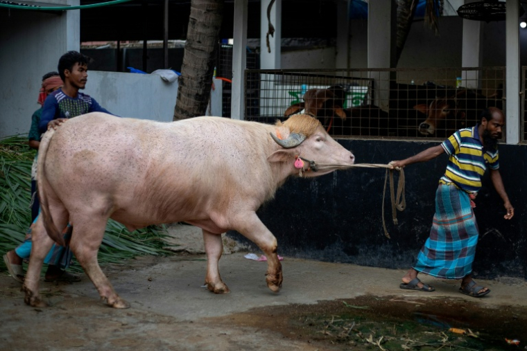Le buffle albinos surnommé "Donald Trump", photographié le 17 mai 2026, à  Narayanganj au Bangladesh, doit être vendu pour être sacrifié ( AFP / Salahuddin AHMED )