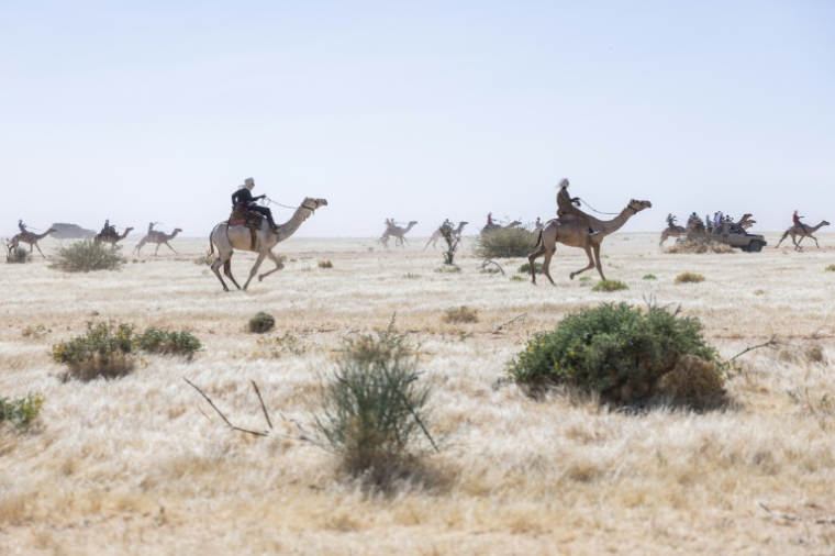 Des participants à la course de chameaux du Festival international des cultures sahariennes d'Amdjarass (Ficsa), dans le nord du Tchad, éperonnent leurs montures lors de la compétition, le 8 février 2026 ( AFP / Joris Bolomey )