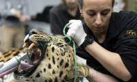 Baruto, une panthère de l'Amour mâle âgé de 14 ans, est anesthésié pour un prélèvement de sperme au zoo de Mulhouse, le 9 octobre 2025 dans le Haut-Rhin ( AFP / ROMEO BOETZLE )
