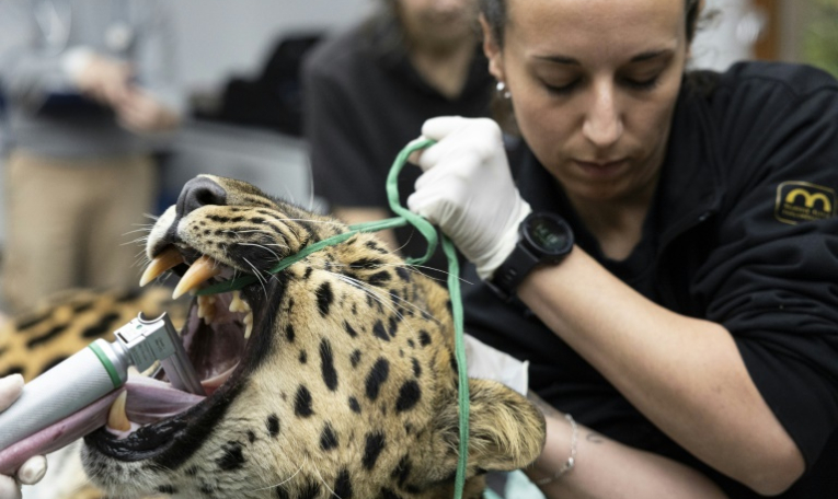 Baruto, une panthère de l'Amour mâle âgé de 14 ans, est anesthésié pour un prélèvement de sperme au zoo de Mulhouse, le 9 octobre 2025 dans le Haut-Rhin ( AFP / ROMEO BOETZLE )