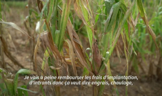 Face aux canicules successives, les producteurs de maïs et de pommes de terre en souffrance