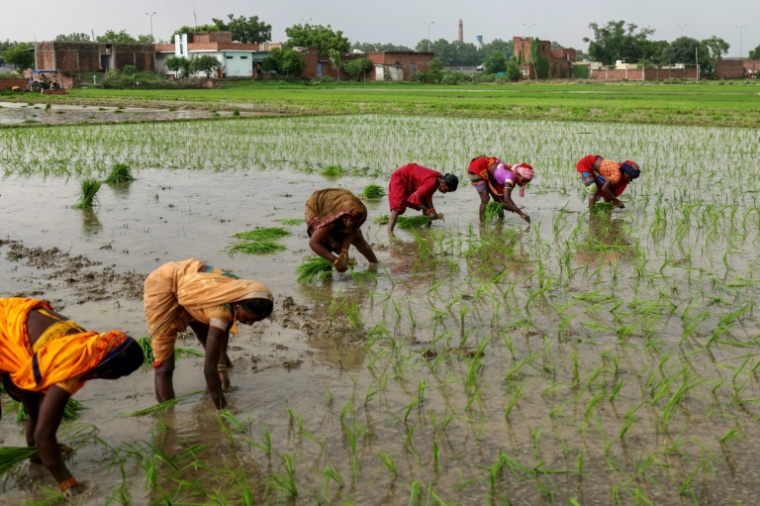 Des agriculteurs plantent des jeunes plants de riz dans une rizière inondée pendant la mousson, à la périphérie de Varanasi, le 12 juillet 2025 en Inde ( AFP / Niharika KULKARNI )