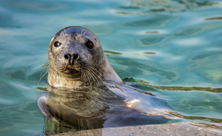 Un bébé phoque gris dans une piscine du centre de réhabilitation des animaux de la mer Baltique à Klaipeda, le 24 mai 2025 en Lituanie ( AFP / Petras Malukas )