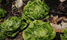 Un intermédiaire et un important maraîcher, fournisseur de grandes marques de distribution, ont été condamnés mardi à Marseille à deux ans d'emprisonnement, assorti pour moitié d'un sursis simple, pour un trafic de pesticides importés d'Espagne ( AFP / CHARLY TRIBALLEAU )