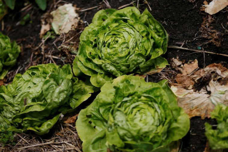 Un intermédiaire et un important maraîcher, fournisseur de grandes marques de distribution, ont été condamnés mardi à Marseille à deux ans d'emprisonnement, assorti pour moitié d'un sursis simple, pour un trafic de pesticides importés d'Espagne ( AFP / CHARLY TRIBALLEAU )