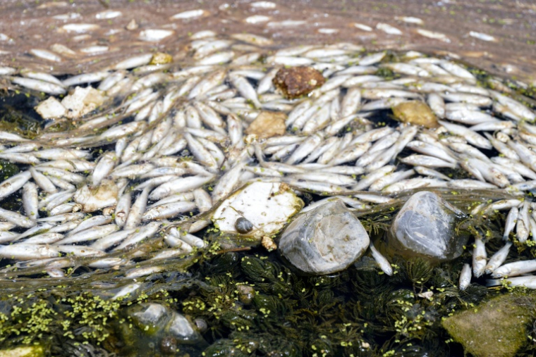 Des poissons lirts flottent à la surface de l'eau au nord-est de Najaf, dans le centre de l'Irak, le 2 juin 2025 ( AFP / Qassem al-KAABI )