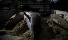 Des dauphins capturés dans un filet de pêche à dans le port d'Ars-en-Ré dans la Charente-Maritime, le 13 mars 2023 ( AFP / Philippe LOPEZ )