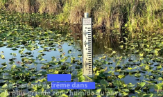En Floride, une sécheresse extrême affecte faune et tourisme dans les Everglades