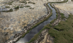 Vue d'une ancienne forêt autrefois utilisée pour l'extraction illégale d'ambre, dans le nord-ouest de l'Ukraine, le 19 mai 2026 ( AFP / Genya SAVILOV )