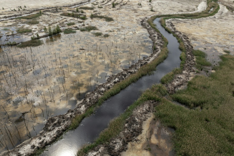 Vue d'une ancienne forêt autrefois utilisée pour l'extraction illégale d'ambre, dans le nord-ouest de l'Ukraine, le 19 mai 2026 ( AFP / Genya SAVILOV )