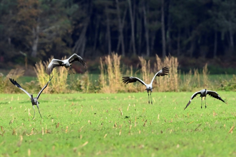 Des grues cendrées dans un champ de maïs près d'Arjuzanx, le 30 octobre 2025 dans les Landes ( AFP / Gaizka IROZ )