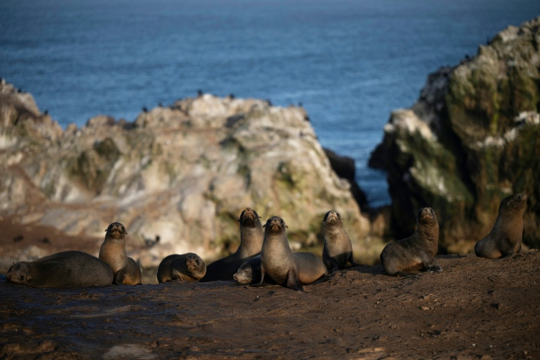 Des lions de mer à la réserve nationale de Punta San Juan de Marcona, dans le département d'Ica, dans le sud du Pérou, le 29 septembre 2025 ( AFP / Ernesto BENAVIDES )