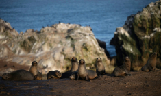 Des lions de mer à la réserve nationale de Punta San Juan de Marcona, dans le département d'Ica, dans le sud du Pérou, le 29 septembre 2025 ( AFP / Ernesto BENAVIDES )