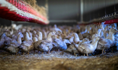 Des canes élevées pour la production de foie gras confinées dans un hangar à Sarrant (Gers) le 28 novembre 2022, pour prévenir la propagation de la grippe aviaire ( AFP / Lionel BONAVENTURE )