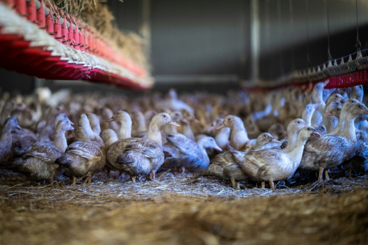 Des canes élevées pour la production de foie gras confinées dans un hangar à Sarrant (Gers) le 28 novembre 2022, pour prévenir la propagation de la grippe aviaire ( AFP / Lionel BONAVENTURE )