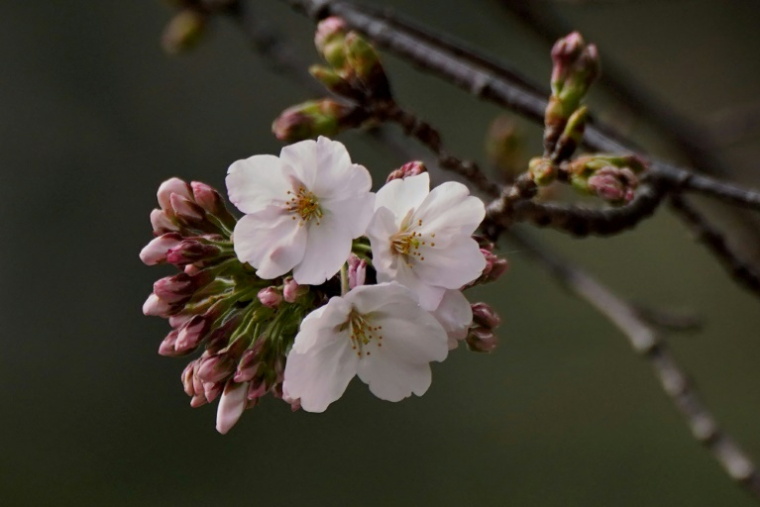 Des fleurs de cerisier, au temple Yasukuni de Tokyo, le 24 mars 2025 ( AFP / Kazuhiro NOGI )