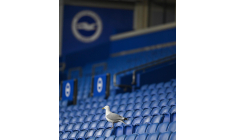 Un supporter de Brighton déguisé en mouette fait le buzz sur les réseaux