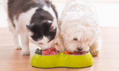 Vous pouvez faire des économies lors de l’achat de vos croquettes pour chiens et chats en passant par des sites dédiés. ( crédit photo : Getty Images )