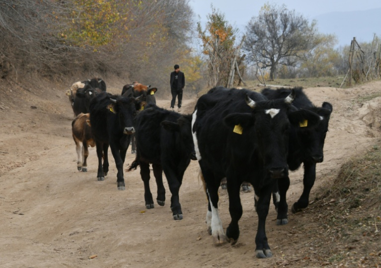 Vaches à Arslanbob, au Kirghizstan, le 21 octobre 2025 ( AFP / VYACHESLAV OSELEDKO )