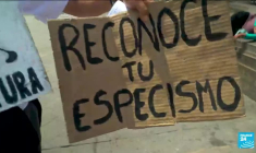"C'est une pratique barbare" : des militants dénoncent le retour des corridas au Pérou
