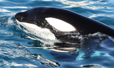 Keijo, l’orque mâle de Marineland, nage dans le bassin de l’arène des orques du parc à thème Marineland à Antibes, en France, le 27 novembre 2025 ( AFP / Valery HACHE )