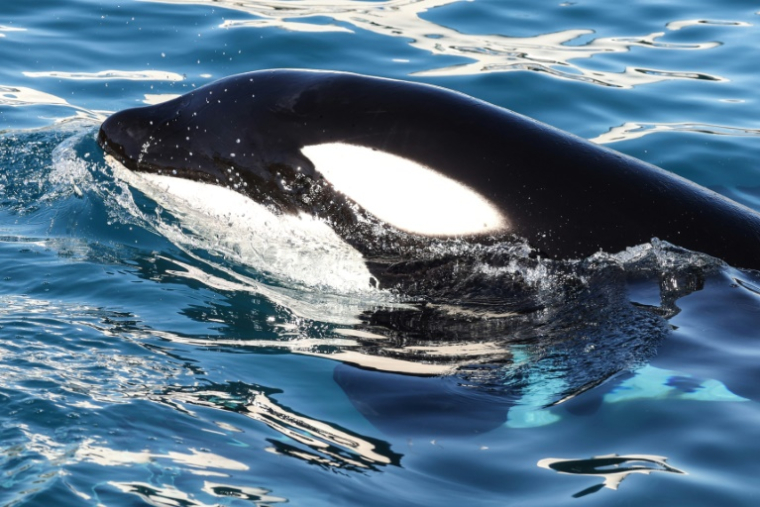 Keijo, l’orque mâle de Marineland, nage dans le bassin de l’arène des orques du parc à thème Marineland à Antibes, en France, le 27 novembre 2025 ( AFP / Valery HACHE )