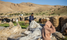 Des familles bédouines rassemblent leurs affaires avant de quitter leurs maisons face à la recrudescence des violences de colons isréaliens, à Ras Ein al-Auja, en Cisjordanie occupée, le 11 janvier 2026 ( AFP / ILIA YEFIMOVICH )