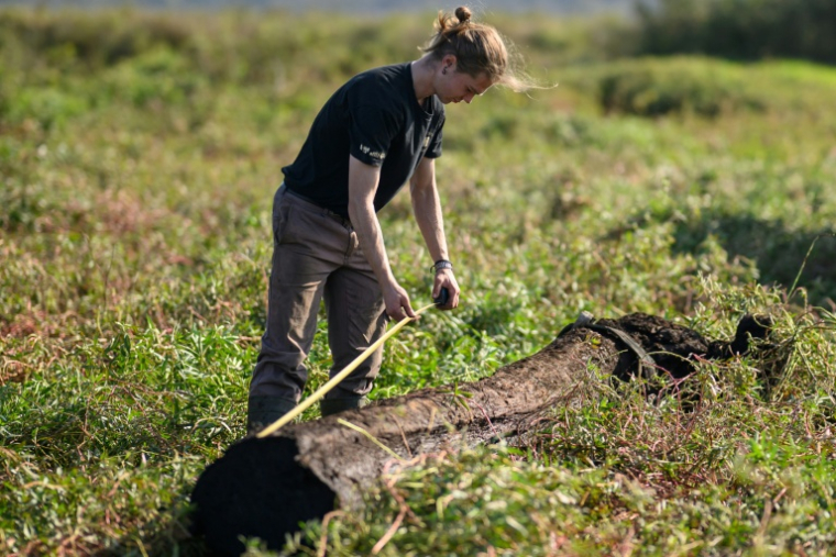Une coutelière de l'atelier JHP mesure un tronc de chêne en cours de fossilisation, appelé morta, extrait de la tourbe du marais de Brière, à Saint-André-des-Eaux, en Loire-Atlantique, le 15 octobre 2025 ( AFP / Loic VENANCE )