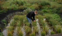 Nadine Mitschunas, chercheuse au centre britannique d'écologie et d'hydrologie (UKCEH), inspecte des plants de riz dans les Fens, région fertile de l'est de l'Angleterre, le 14 octobre 2025 ( AFP / Oli SCARFF )