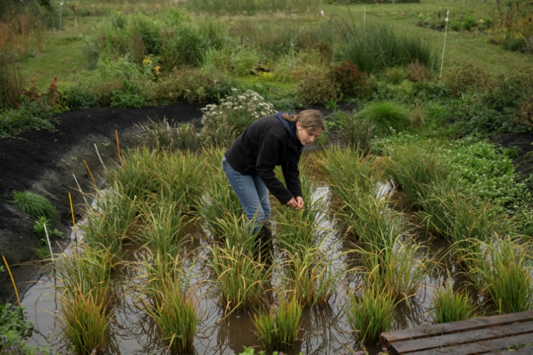 Nadine Mitschunas, chercheuse au centre britannique d'écologie et d'hydrologie (UKCEH), inspecte des plants de riz dans les Fens, région fertile de l'est de l'Angleterre, le 14 octobre 2025 ( AFP / Oli SCARFF )